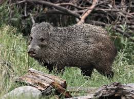 Image result for Pancovia holtzii