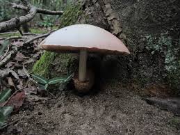 Image result for Volusia amboinensis