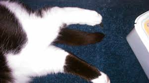 How do you treat a limping cat? I Think My Cat Broke It S Leg Pets Stack Exchange
