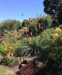 Fast, free shipping on all orders over $75. Tall Perennials Adding Height To The Garden With Bold Plants
