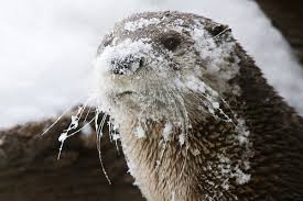 Check spelling or type a new query. Otters The Violent Necrophiliac Serial Killing Fur Monsters Of The Sea Vox
