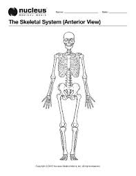 Skeletal system activity and game. 15 Engraining Anatomy Ideas Anatomy Coloring Book Pages Anatomy And Physiology