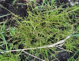 Image result for Cyperus margaritaceus