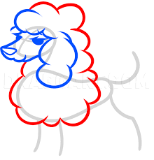 Easy canvas painting art pages puppy images cupcake art art poodle dog grooming business. How To Draw A Toy Poodle Coloring Page Trace Drawing