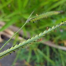 Image result for Urochloa marlothii