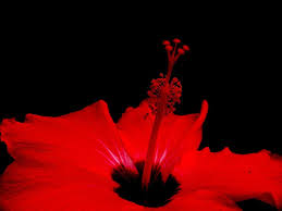 We did not find results for: Flower Flora Black Free Photo On Pixabay