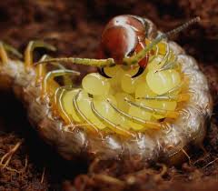 Black And Yellow Millipede 19 Pics That Are Just Plain Fascinating Weird Animals Centipede Bugs And Insects