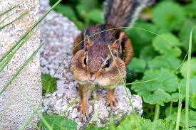 Betsy @ livehonestly dot com. How To Get Rid Of Chipmunks