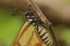 Image result for Disa brevicornis