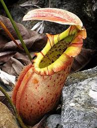 Although rats eat anything and do anything to survive, they target gardens because of their availability of fresh produce, such as tomatoes. 19 Insect Eating Plant Ideas Eating Plant Insect Eating Plants Carnivorous Plants
