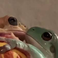 True Love In 2021 True Love Frog