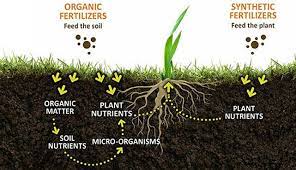 Biostimulants Biofertilizer Biofungicide Supplier Manufacturer Organic Plants Plants Plant Nutrients