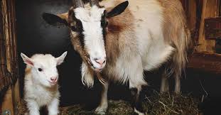 Suckling And The Vital Importance Of Colostrum For Goat Kids