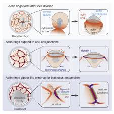 It transports molecules that need certain changes and also molecules to their destination. Expanding Actin Rings Zipper The Mouse Embryo For Blastocyst Formation Cell