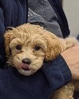 Surprisingly, those are better odds then. What Is The Right Time To Euthanize A Dog With Osteosarcoma Dog Leash Pro