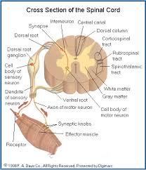 On the left and right sides of the fiber backbone oval are smaller ovals labeled distribution node. 63 Spinal Cord Anatomy Ideas In 2021 Anatomy Spinal Cord Anatomy Anatomy And Physiology