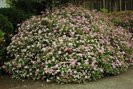 Image result for Spiraea japonica ´Little Princess