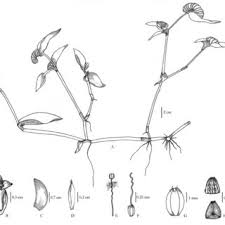 Image result for Cyanotis longifolia