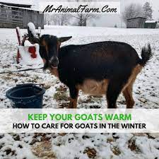 How To Care For Goats In Winter Mranimal Farm