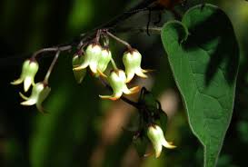 Image result for Riocreuxia