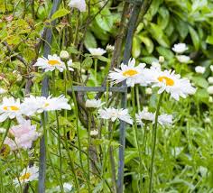 Image result for Baissea viridiflora