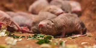 Check spelling or type a new query. 10 Things You Didn T Know About Naked Mole Rats Smithsonian S National Zoo
