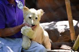 Maybe you would like to learn more about one of these? The Secret Garden Dolphin Habitat At The Mirage Las Vegas Explore Shaw
