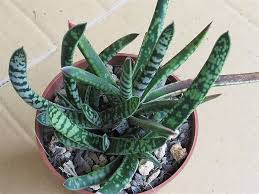 子寶 百合科臥牛屬 v2 0 思在樹人 痞客邦 cacti and succulents planting succulents succulents