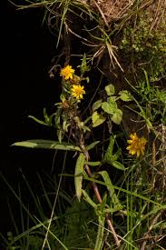 Image result for Guizotia scabra