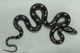 Black And White Corn Snake Morph Anery Ribbon Motley Corn Snake Corn Snake Snake Cute Snake