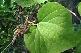 Image result for Aristolochia zenkeri