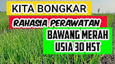 We did not find results for: Pucuk Daun Bawang Merah Menguning Kok Bisa Kenapa Youtube