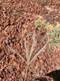 Image result for Chloris