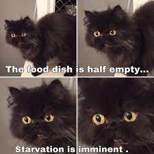 Cat videos memes compilation from 2021. 65 Of The Best Cat Memes That Show Who S The Real Boss Inspirationfeed