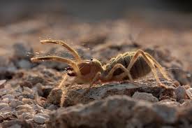 Measuring up to 30 cm across and weighing 170 grams, it is the world's largest spider. Camel Spiders Distinguishing Fact From Fiction With 5 Myths Unraveled Pest Wiki