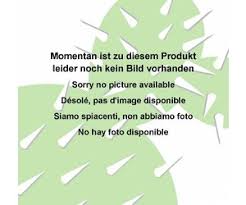 Image result for Elephantorrhiza suffruticosa