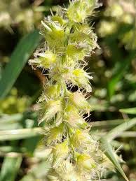 Image result for Cenchrus biflorus