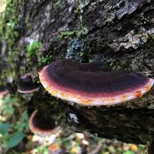 Image result for Ischnoderma resinosum