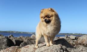 As bone cancer significantly affects the limbs, there is a wobble in the gait of your dog. Holistic Treatments For Dogs With Cancer Canna Pet