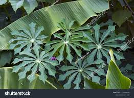 Image result for Manihot grahamii