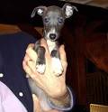Italian Greyhound Puppies For Sale | Newport Beach, CA #323474