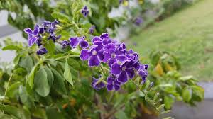Daisy garden 100pcs rare purple sunflower seeds beautiful flower home garden ornament. 8 Beautiful Purple Flowering Shrubs Garden Lovers Club Flowering Shrubs Small Purple Flowers Purple Flowering Bush