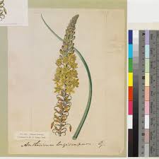 Image result for Bulbine asphodeloides