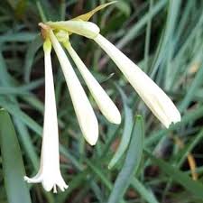 Image result for Cyrtanthus mackenii