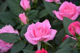 Bunga mawar si bunga cinta, beda warna beda makna. Bunga Mawar Pink Foto Gratis Di Pixabay