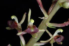 Image result for Liparis nervosa