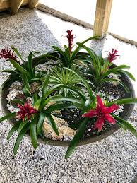 Image result for Hedbergia