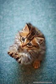 This includes not only inappropriate images but also inappropriate text, innuendo, or inappropriate jokes in comments. Funny Baby Cats Images Very Cute Cats Whatsapp Images