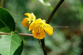 Image result for Senna occidentalis