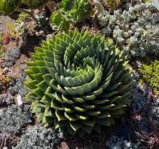 Image result for Aloe pienaarii
